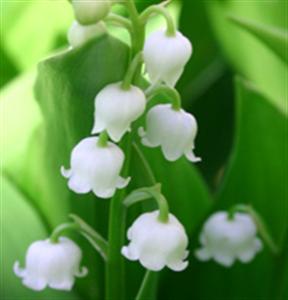 Muguet1